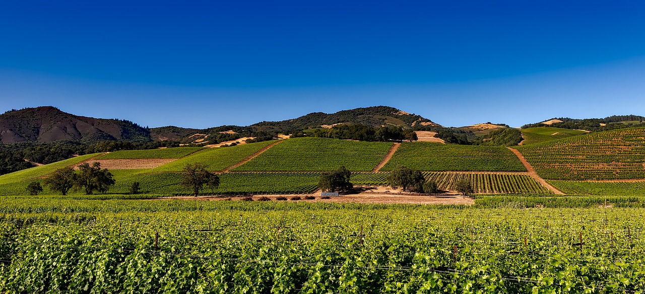 Vignobles de Marseillan sous le soleil d'été