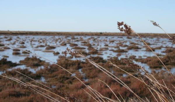 Découvrez les Salins du Midi avec un safari en 4x4 en Camargue