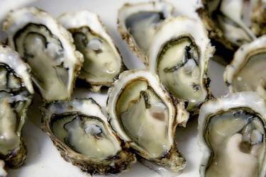 Dégustation d'huîtres à Marseillan : expérience inoubliable sur l'étang de Thau