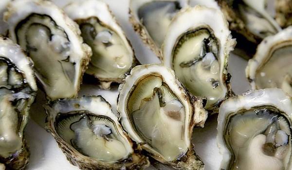 Dégustation d'huîtres à Marseillan : expérience inoubliable sur l'étang de Thau