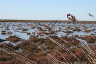 Découvrez les Salins du Midi avec un safari en 4x4 en Camargue